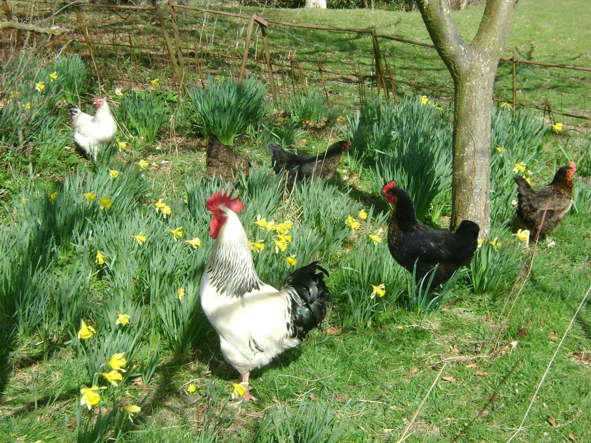 The Forest Country House B&B Newtown  Eksteriør bilde